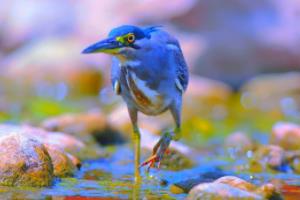 篮球联赛肇庆绝杀视频完整版解析，精彩瞬间回顾与深度分析篮球联赛肇庆绝杀视频完整版