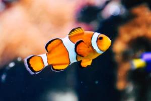 南阳市篮球联赛球员名单全解析南阳市篮球联赛球员名单